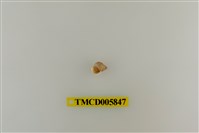 藏品(灰白陸寄居蟹)的圖片